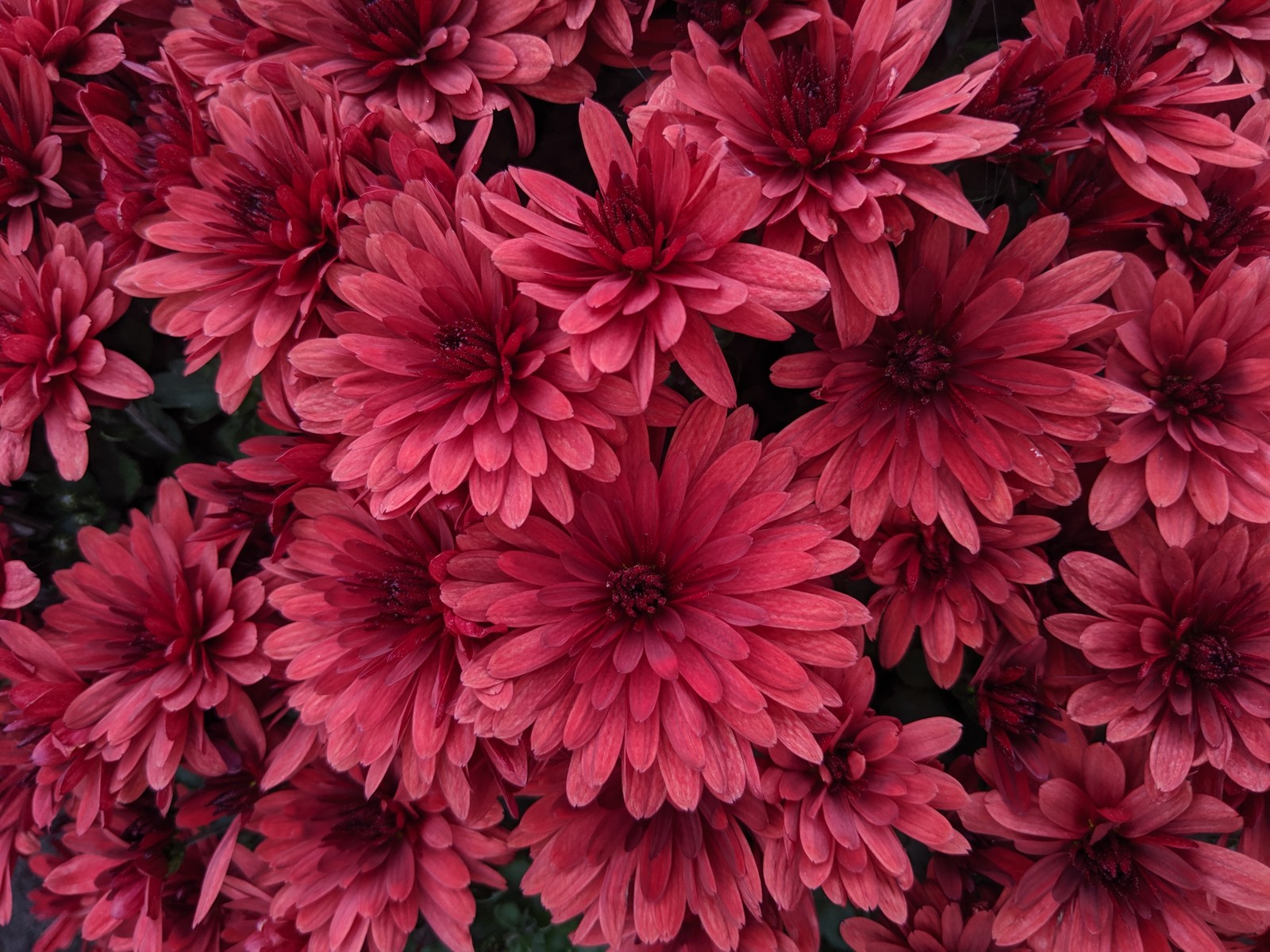 There is a large group of red flowers that are in a vase (cosmos, garden cosmos, floral design, red, chrysanthemum)