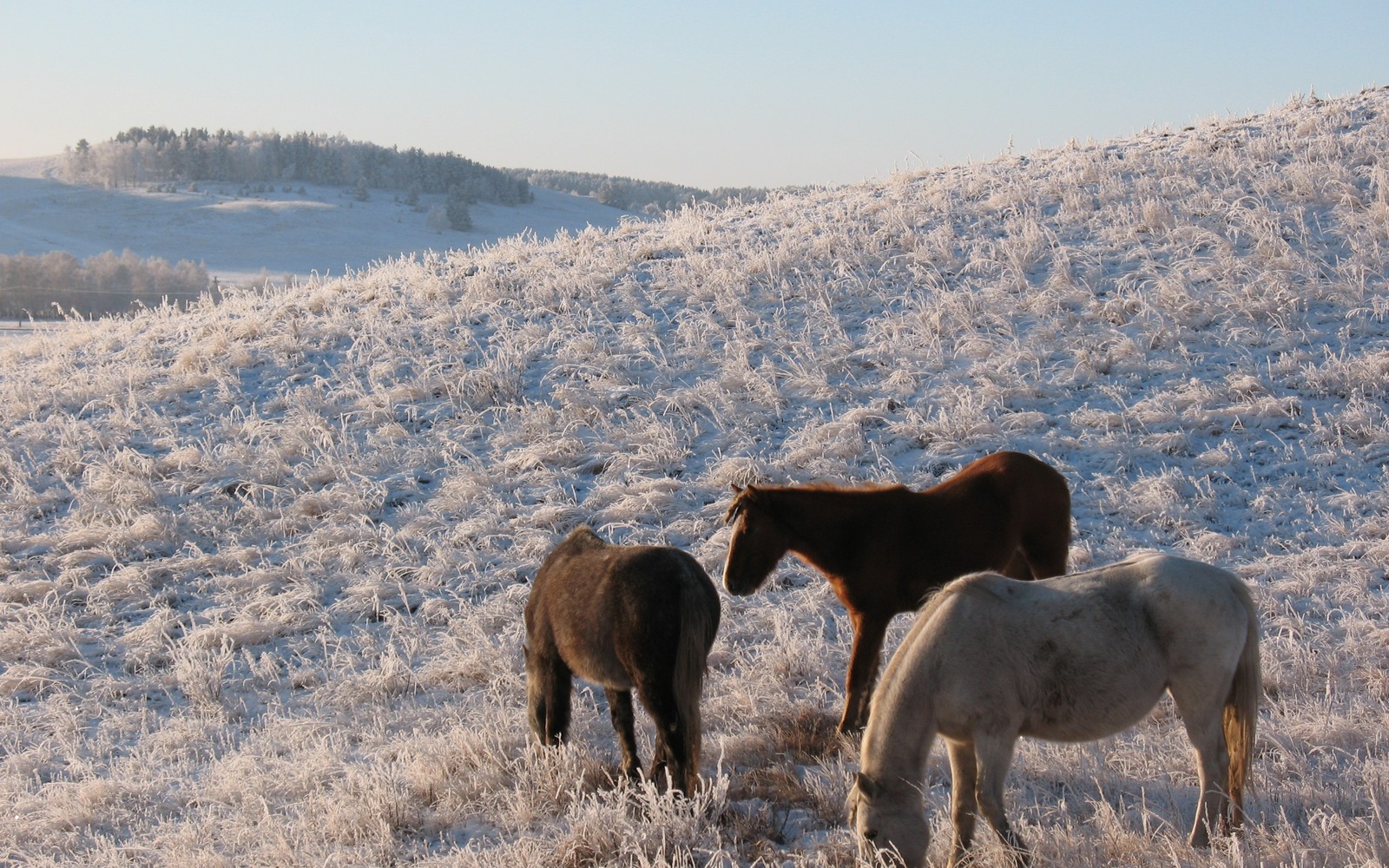 Pferde grasen auf einem mit frostigem gras und bäumen bedeckten feld (weiden, wildleben, mustangpferd, kasachstan, tier)