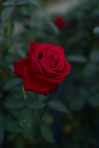 Rosa de jardín roja vibrante en plena floración rodeada de exuberante follaje verde.