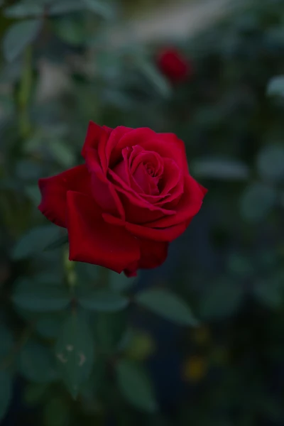 Vibrant red garden rose in full bloom surrounded by lush green foliage.