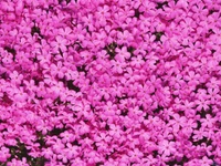 Fleurs de phlox magenta vibrantes dans un couvre-sol abondant