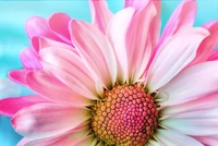 Close-up de uma margarida rosa em flor com pétalas vibrantes