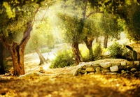 Sendero soleado en el bosque a través de vegetación exuberante