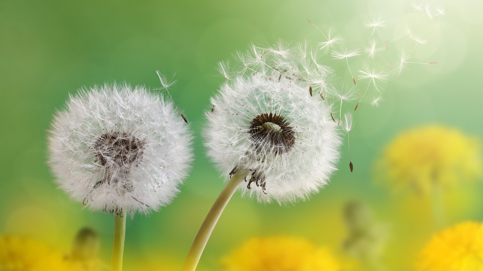 Il y a deux pissenlits qui volent au vent (fleur, plante, pétale, paysage naturel, plante à fleurs)