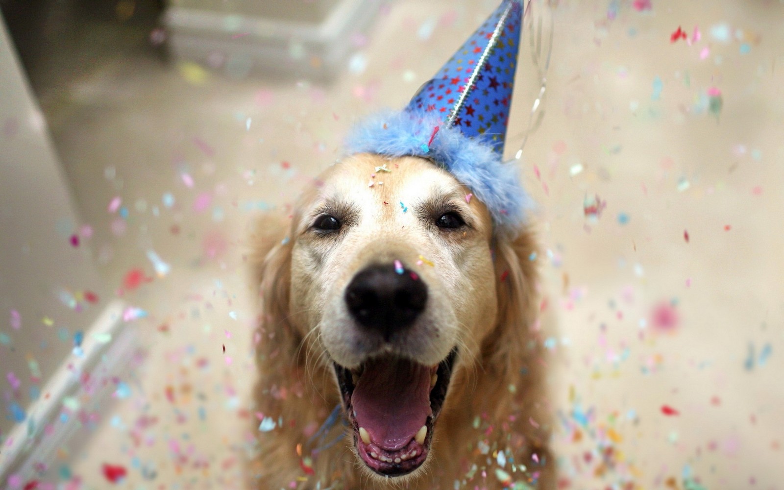 Araffe dog with a party hat and confetti in the air (dog breed, golden retriever, snout, labrador retriever, dog like mammal)