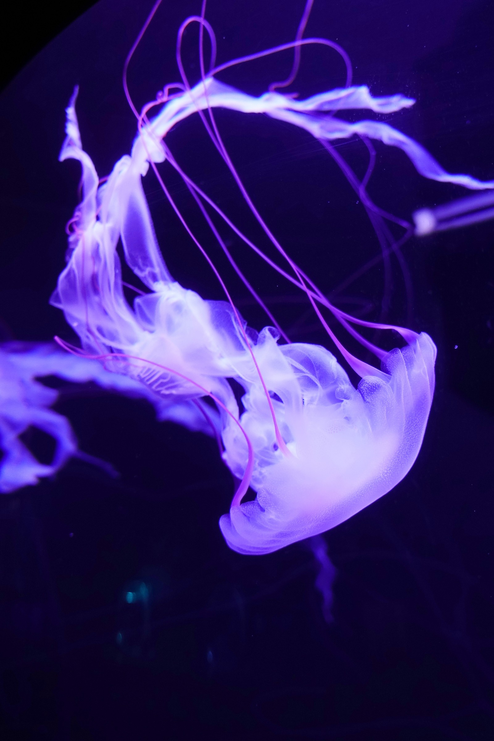 Medusas flotando en un tanque con luces moradas en la oscuridad (ligero, púrpura, azul eléctrico, violeta, cnidarios)