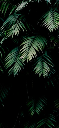 Lush Green Leaves Against a Dark Background