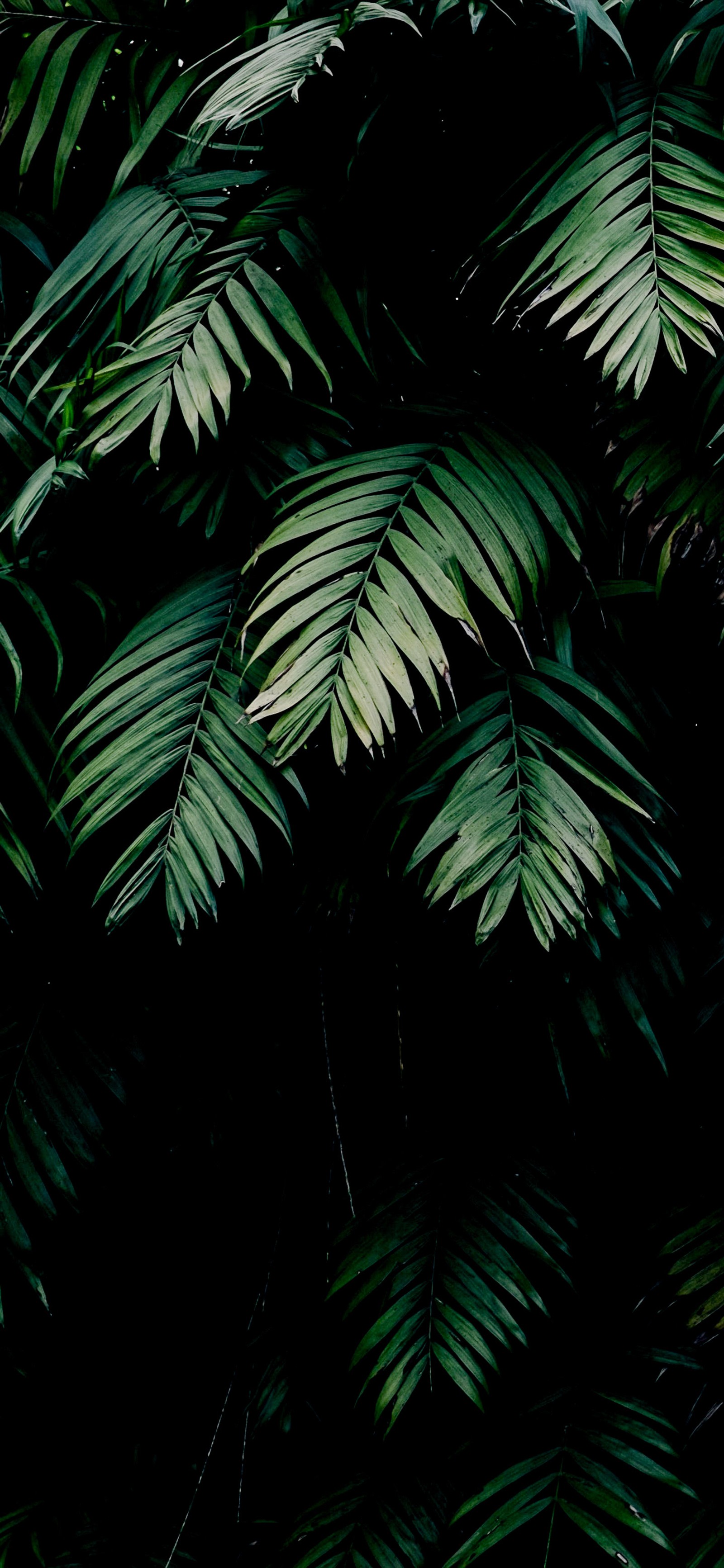 There is a green leafy plant with a black background (plant, amoled, leaf, natural environment, branch)