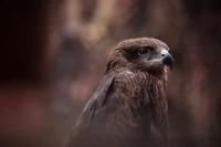 Majestätischer Rotschwanzbussard in natürlichem Lebensraum