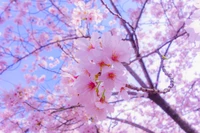 Delicate Cherry Blossom Branch in Full Bloom