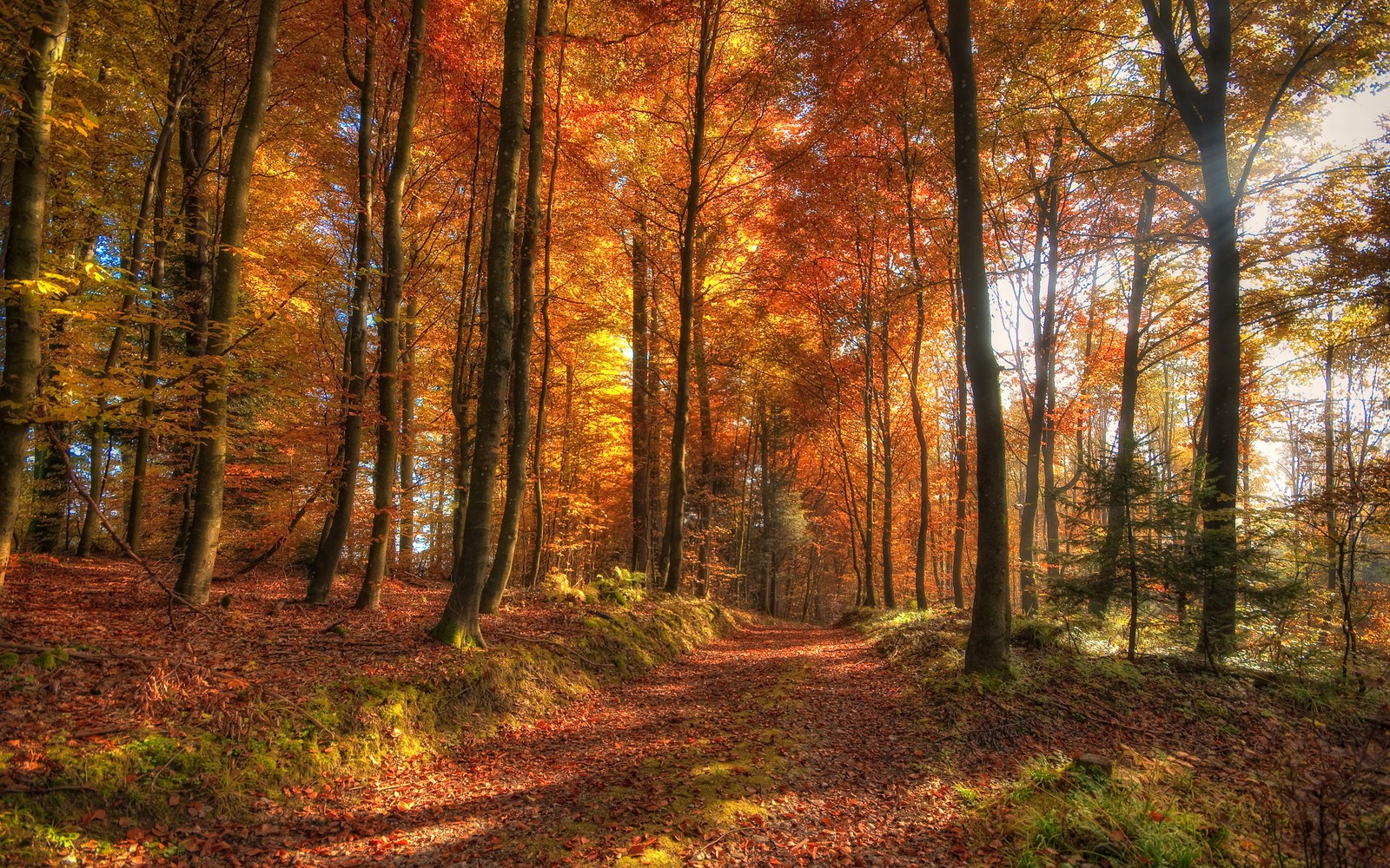 A view of a path through a forest with lots of trees (forest, nature, woodland, ecosystem, temperate coniferous forest)