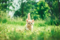 Adorable Kitten Exploring Lush Green Grass