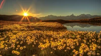 Goldene Wildblumenwiese bei Sonnenaufgang mit reflektierendem See und majestätischen Bergen