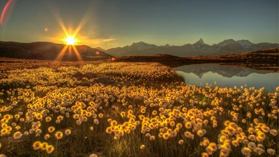 Prairie de fleurs sauvages dorées au lever du soleil avec un lac réfléchissant et des montagnes majestueuses