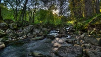 Serene Stream Flowing Through a Lush Forest