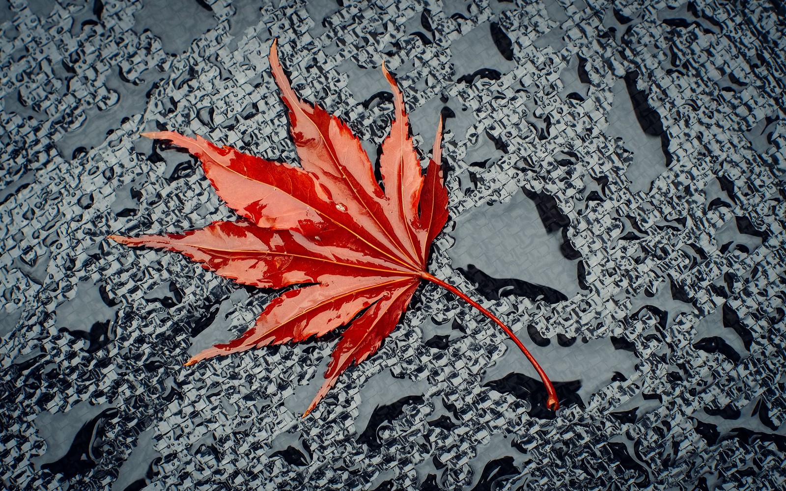 A close up of a leaf on a wet surface with water droplets (maple, road surface, asphalt, water, deciduous)