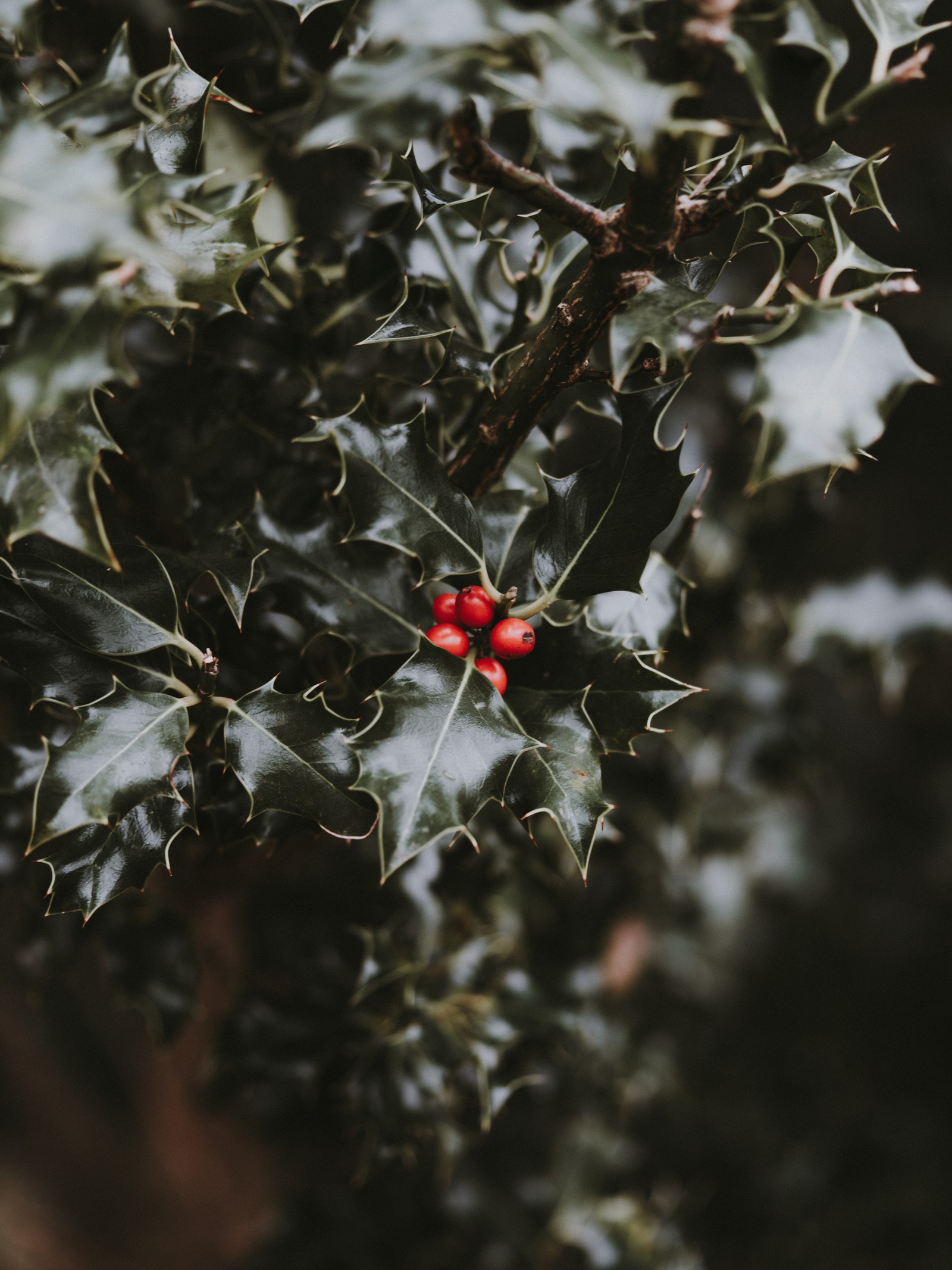 Un primer plano de una hoja de holly con bayas rojas (hoja, rojo, planta, flor, árbol)