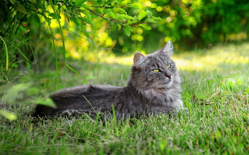 Кот лежит на траве под деревом (кот, дикая кошка, усы, полосатый кот, трава)