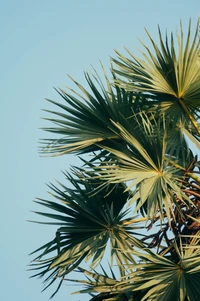 tree, vegetation, plant, palm tree, woody plant