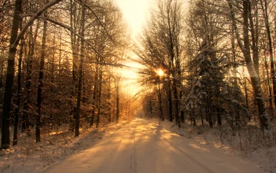 Caminho de inverno ensolarado através de uma floresta nevada