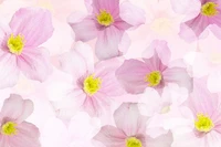 Delicate Pink Aster Flowers in a Soft Floral Pattern