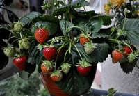 Planta de morango vibrante com frutas maduras e imaturas