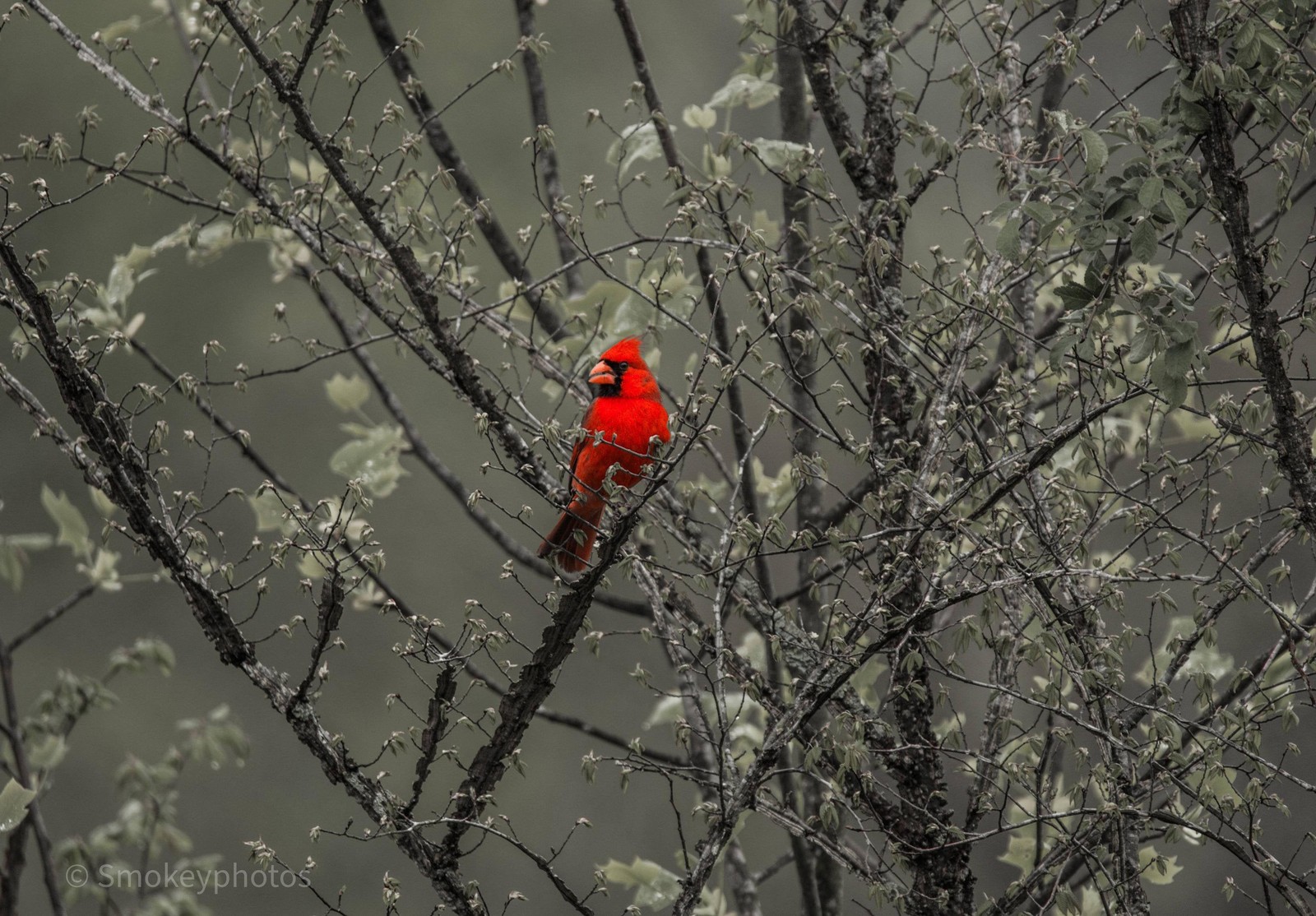 Um pássaro vermelho brilhante pousado em um galho de árvore (árvore, planta, rama, congelamento, bico)