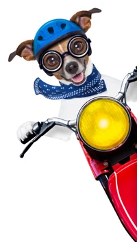 dog, funny, scooter wallpaper