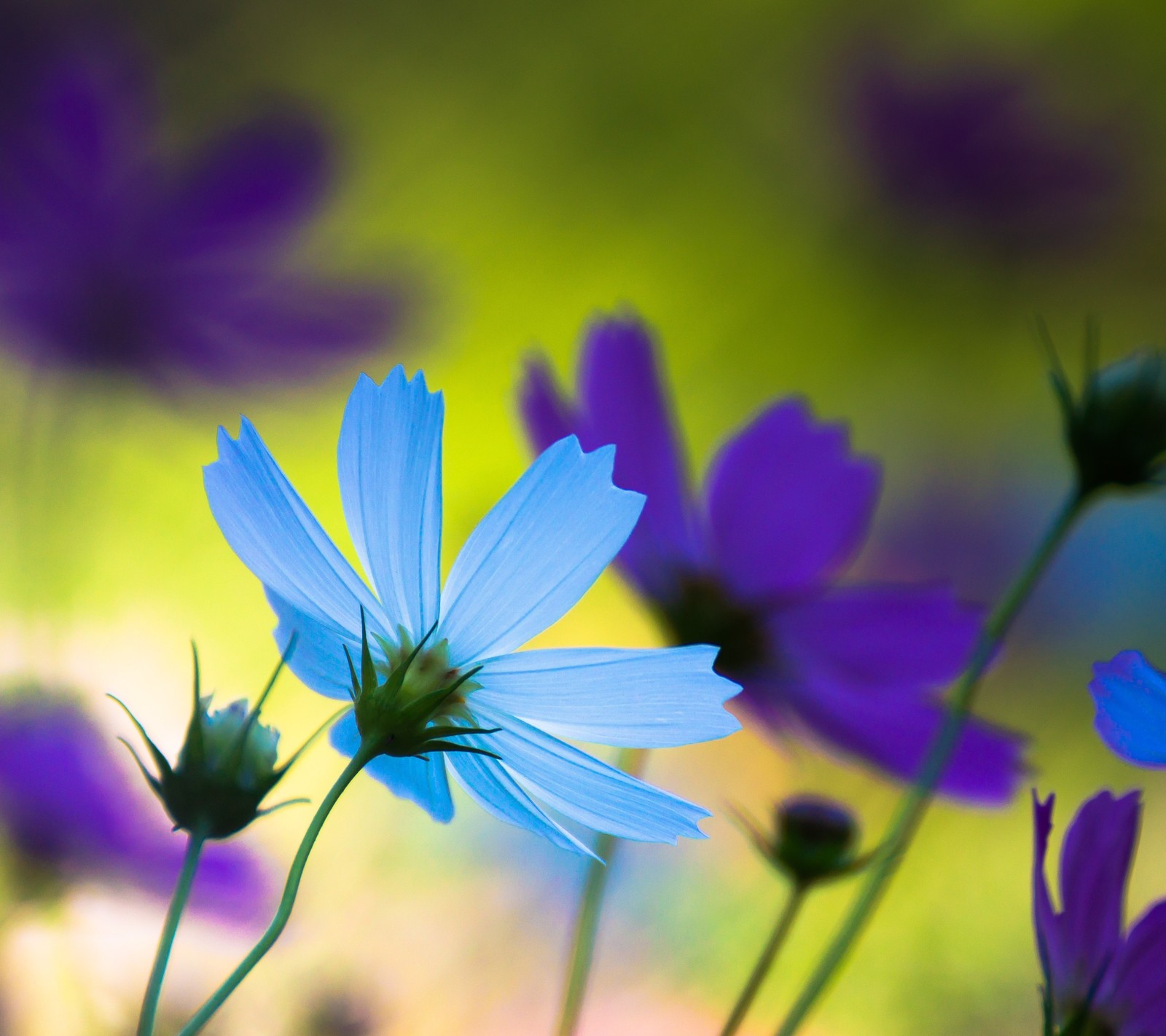 There is a blue flower that is in the middle of a field (blue, flower, green)