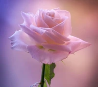 beautiful rose, pink