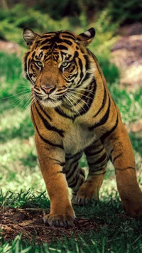 Tigre majestueux rôdant à travers la verdure luxuriante.