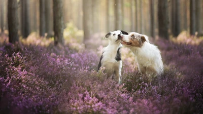 Dois border collies brincalhões compartilham um momento em um campo vibrante de flores roxas em uma floresta iluminada pelo sol.