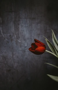 abej, beograd, flowers, love, tulip wallpaper