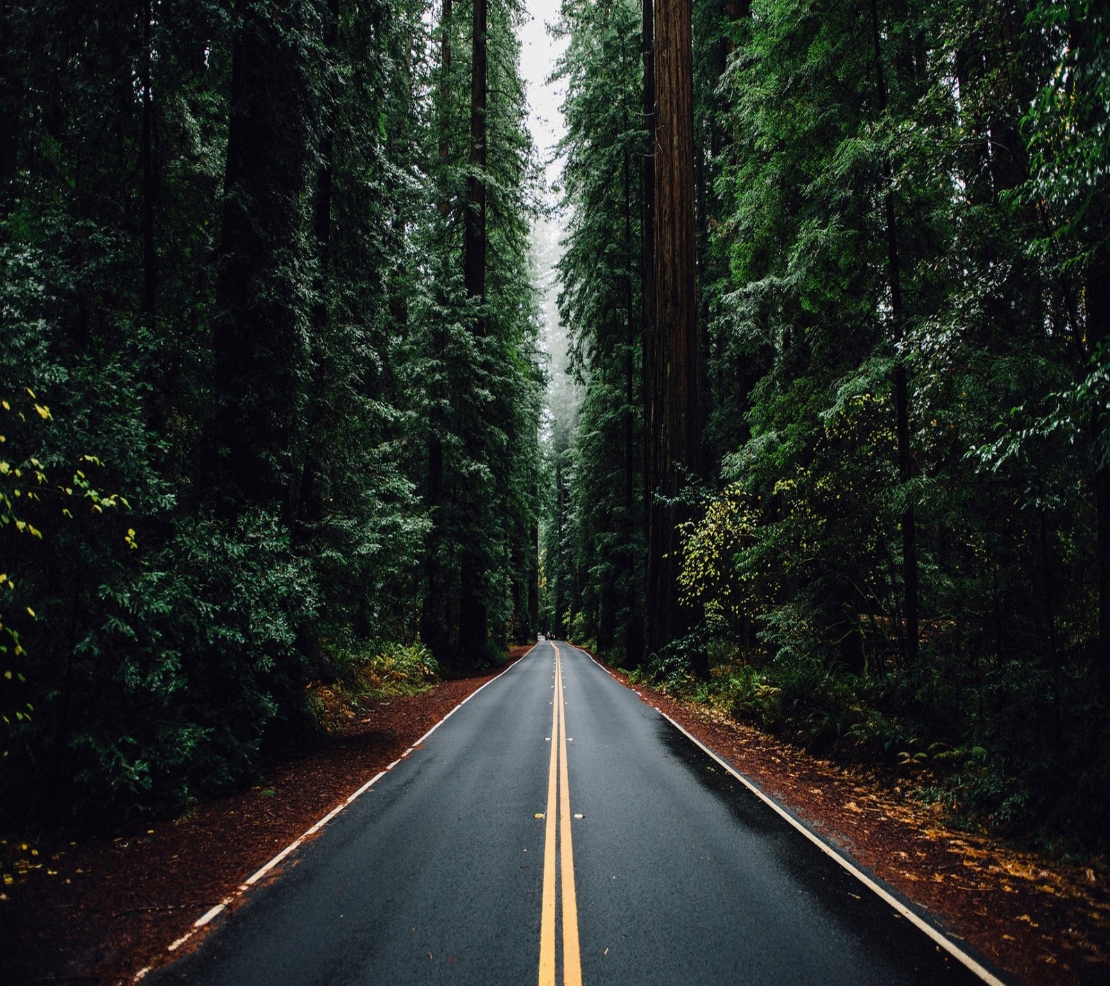 A view of a road through a forest with tall trees (nature, road, trees)