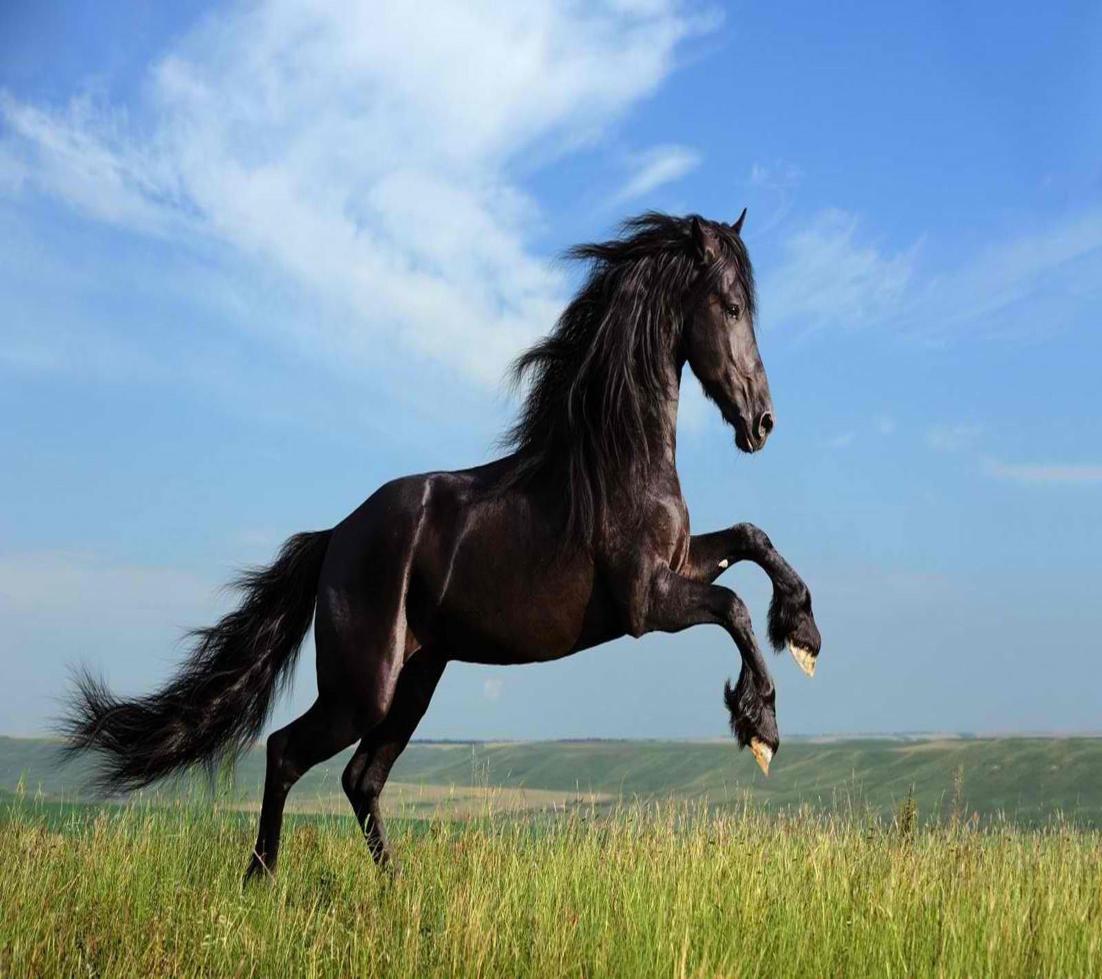 Um cavalo preto que está em pé na grama (animais, cavalo)