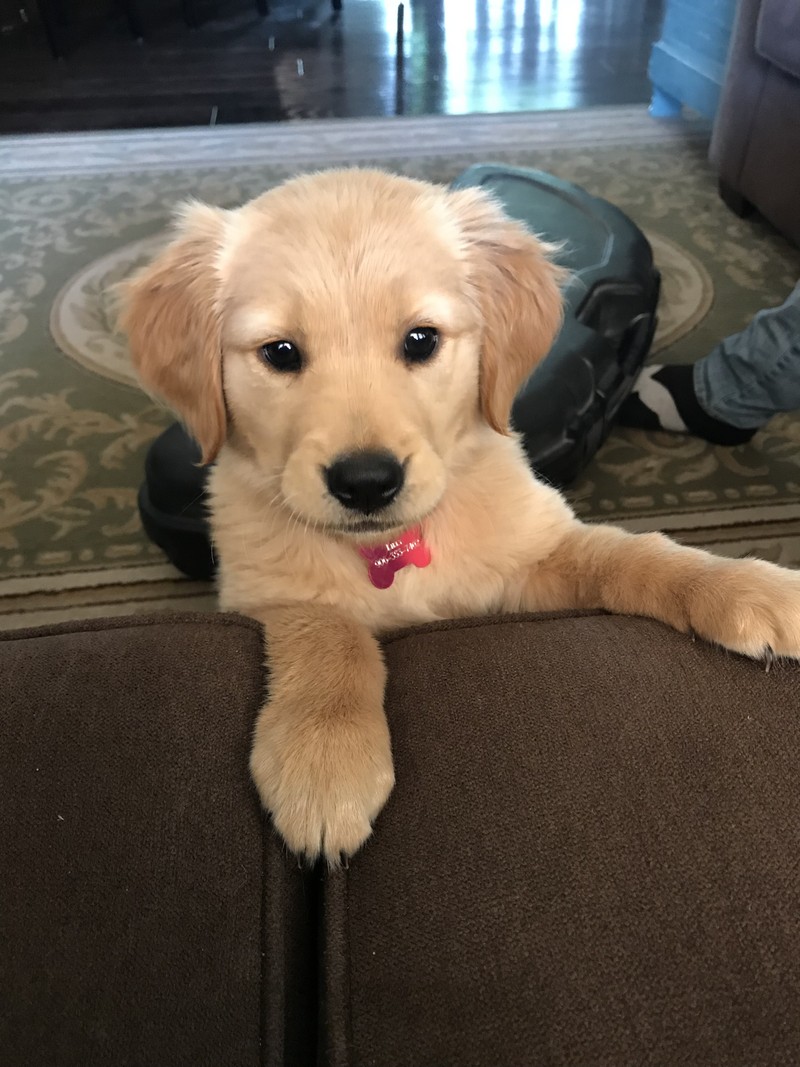 Há um cachorro deitado no sofá com uma gravata borboleta rosa (dourado, filhote)