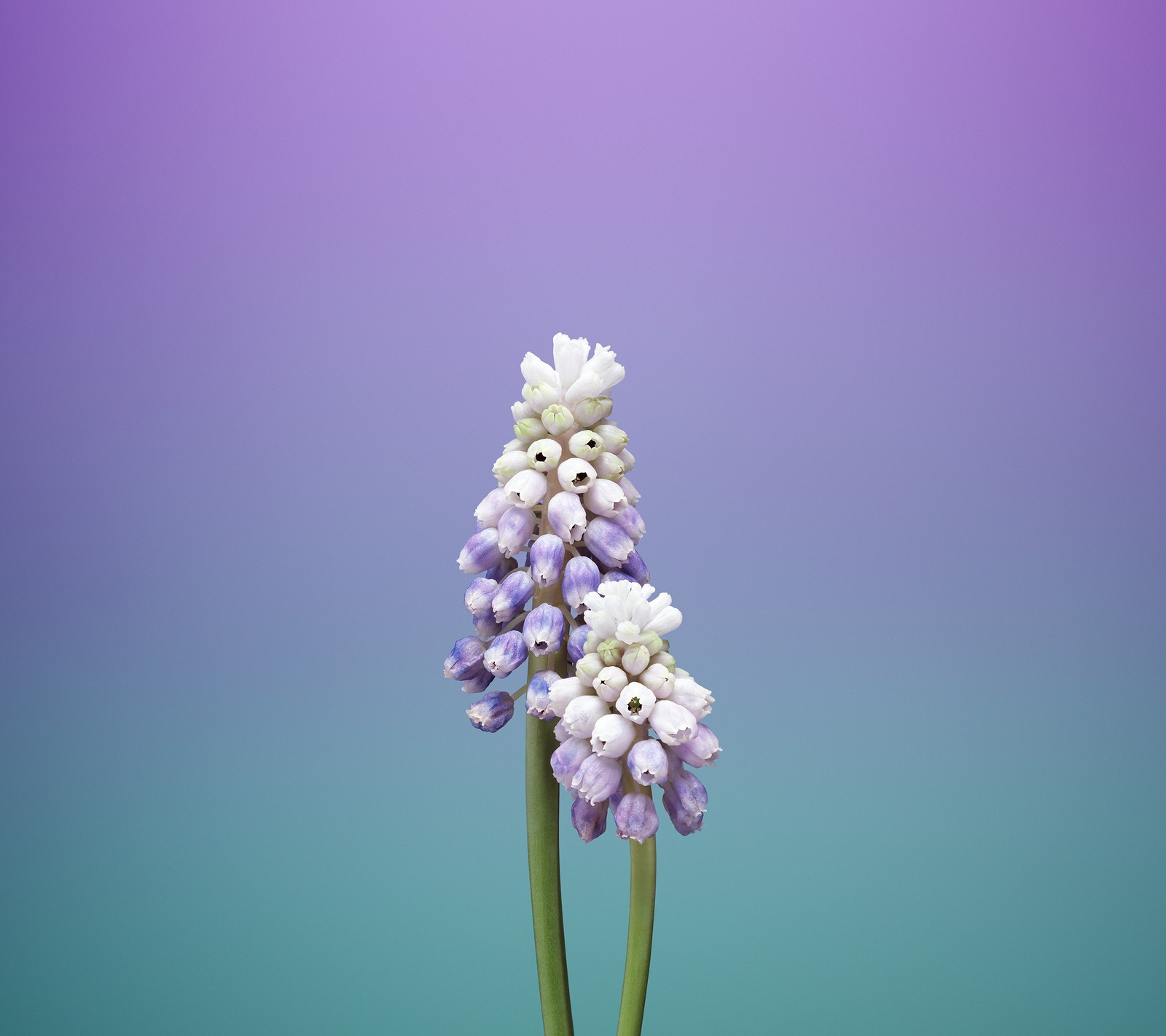 Purple and white flowers against a blue and purple background (iphone, iphone 8, iphone 8 wallaper, iphone flower, iphone wallaper)