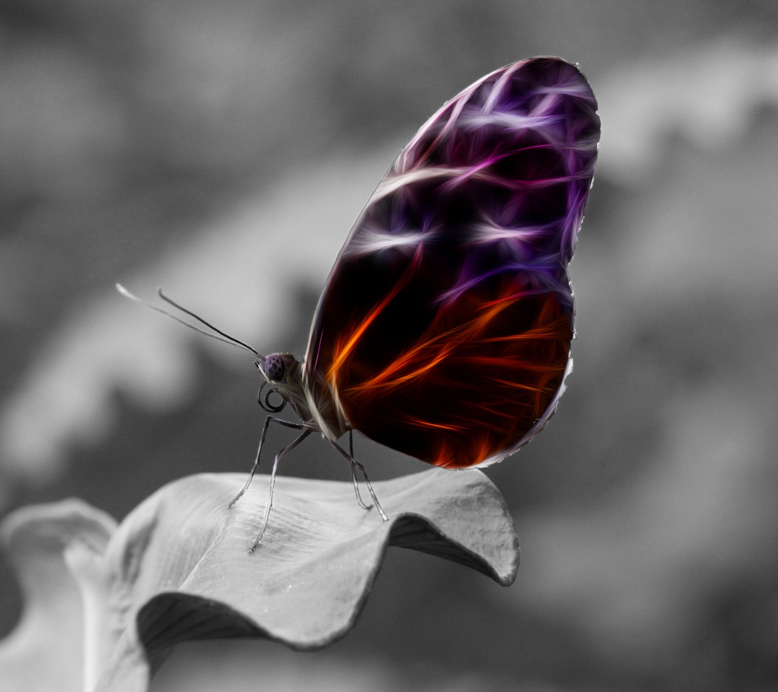 Purple and orange butterfly sitting on a leaf in a black and white photo (butterfly, neon)