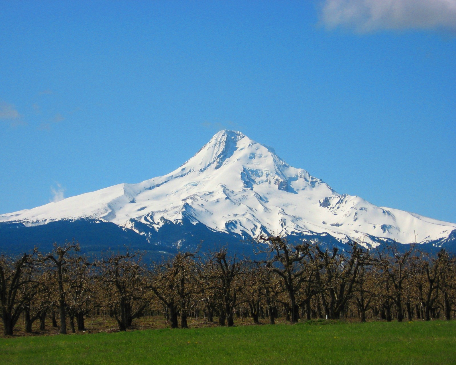 Descargar fondo de pantalla pasto, cielo, nieve, árboles, invierno