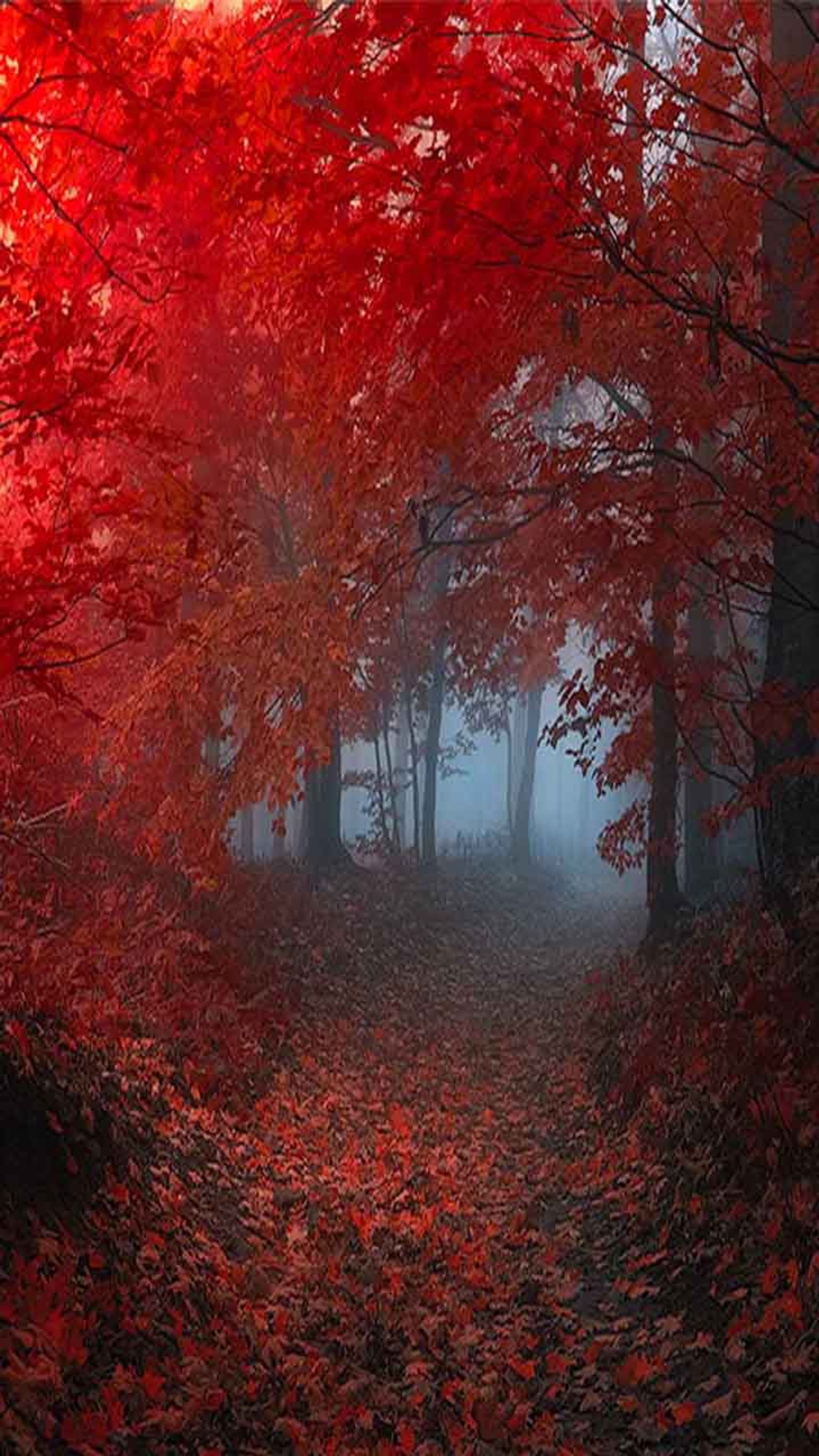 forest, red wallpaper