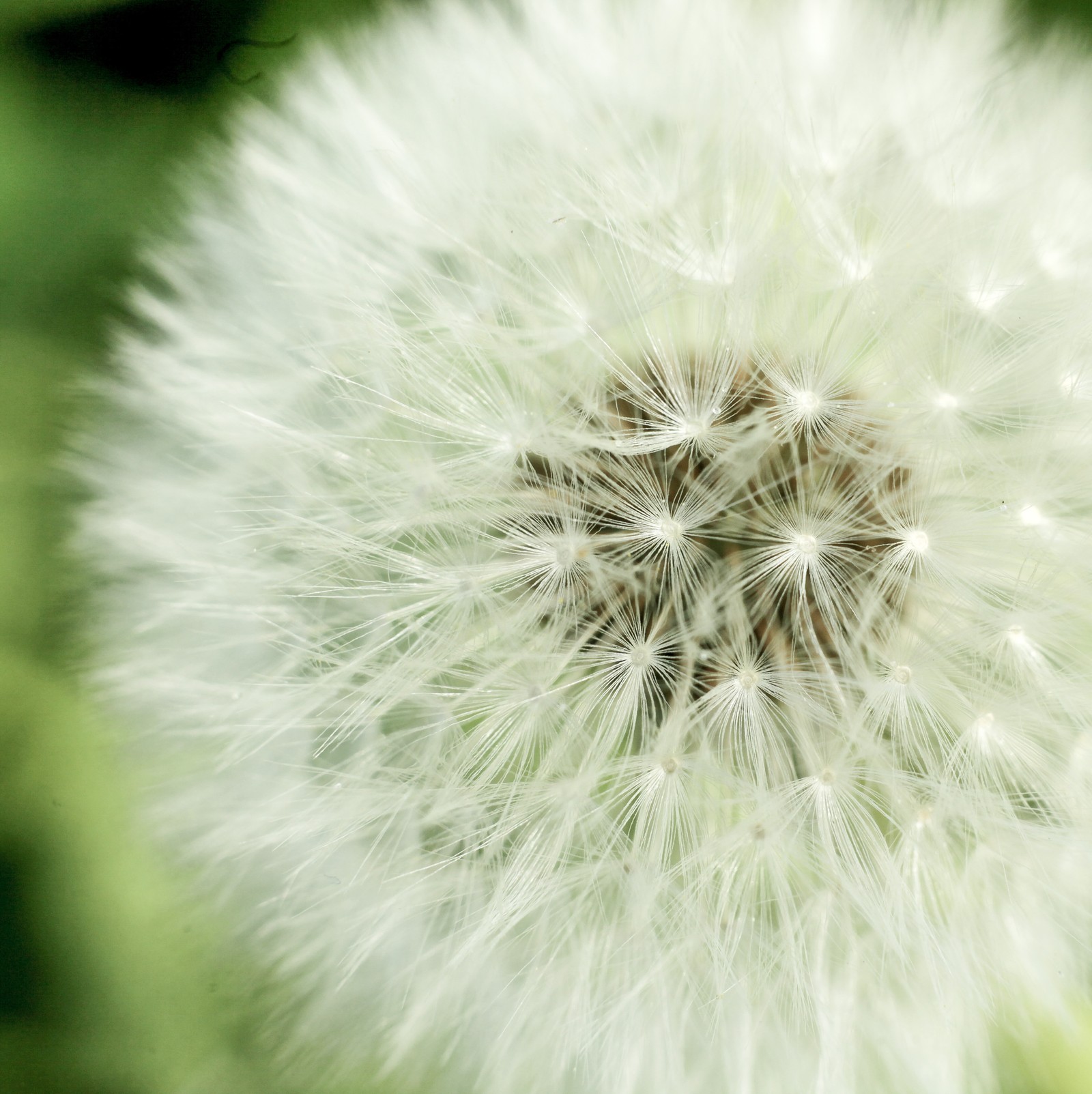 Araffe with a white flower head and a green background (pfurman, samsung flower)