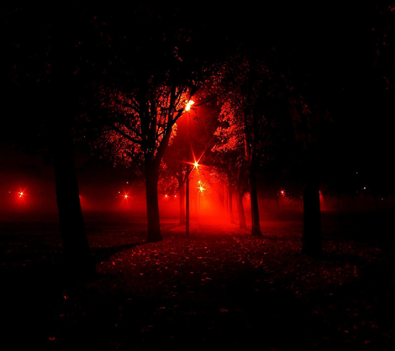 Trees in a park at night with a red light (nature)