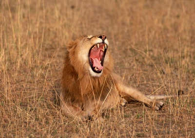 löwe, wildleben, masai löwe, gähnen, gesichtsausdruck