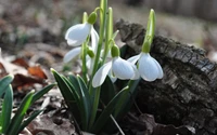 Zarte Schneeglöckchen, die im frühen Frühling durch Laubstreu auftauchen