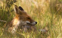 Zorro rojo descansando en la hierba iluminada por el sol