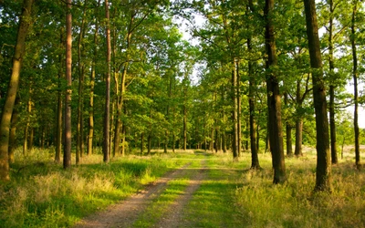 Tranquil Woodland Path in a Lush Forest Ecosystem