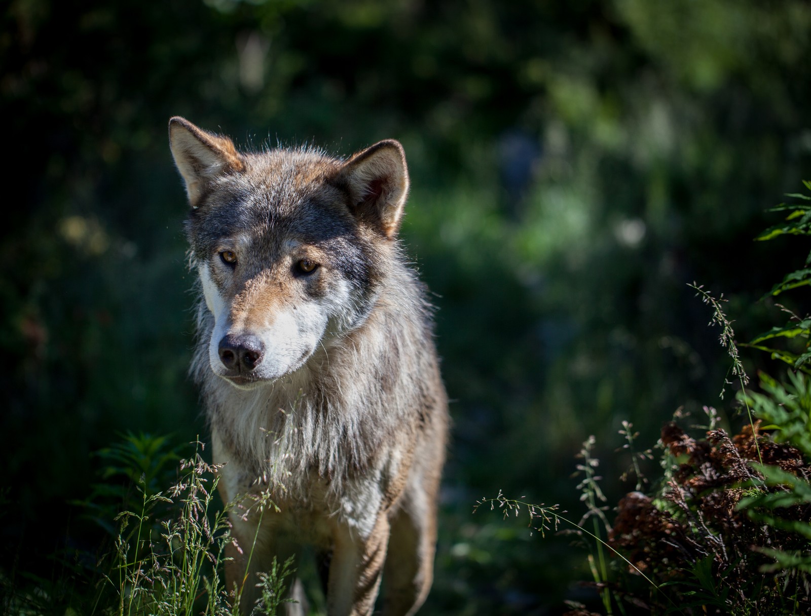 Un lobo caminando por la hierba (perro, lobo ártico, vida silvestre, canidae, lobo)