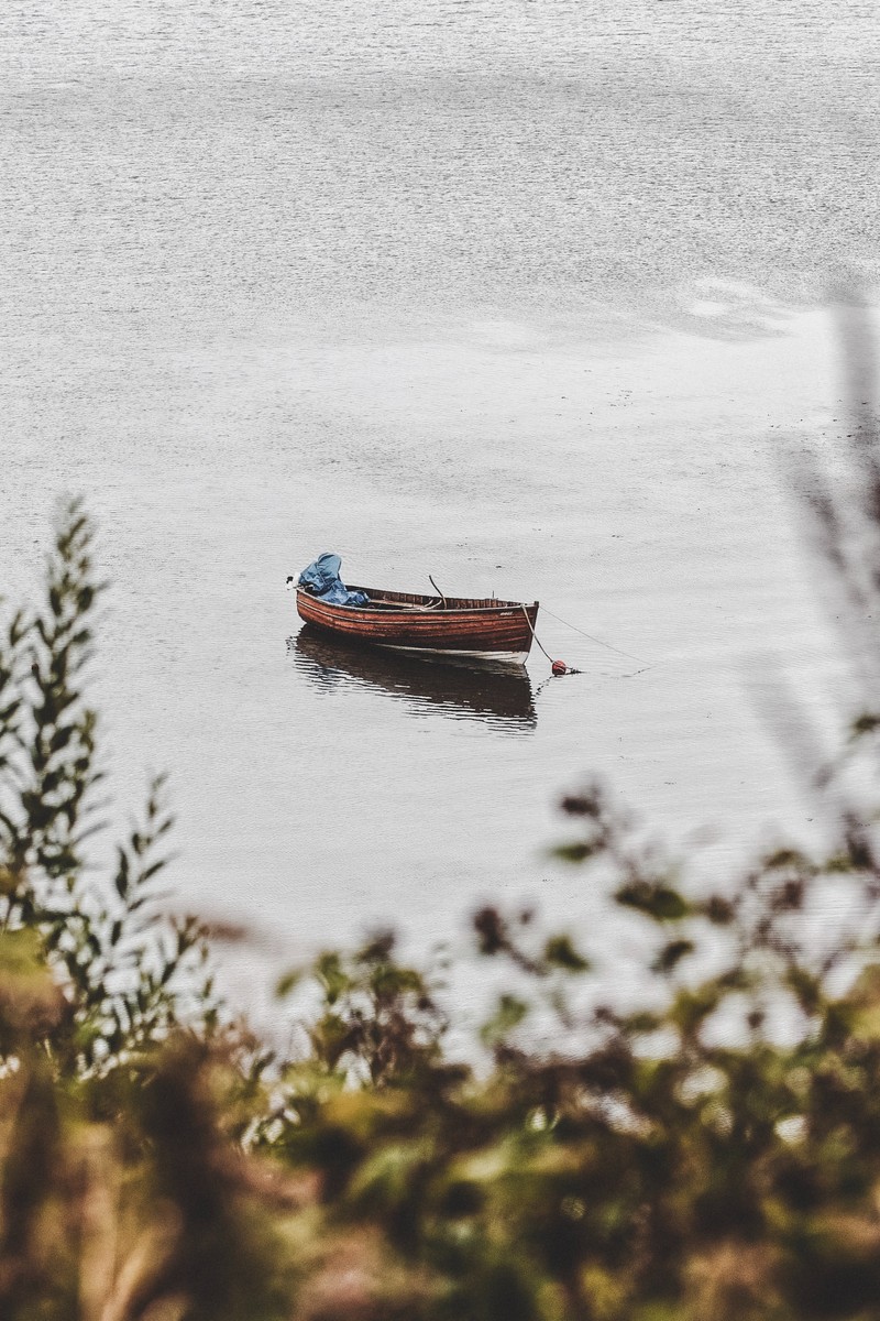 Небольшая лодка плавает в воде рядом с деревом (небо, река, спокойный, вода, водный транспорт)