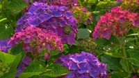 Fleurs de hortensia vibrantes dans des teintes violettes et roses