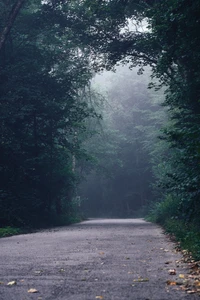 Nebeliger Waldweg, umrahmt von üppigem Grün